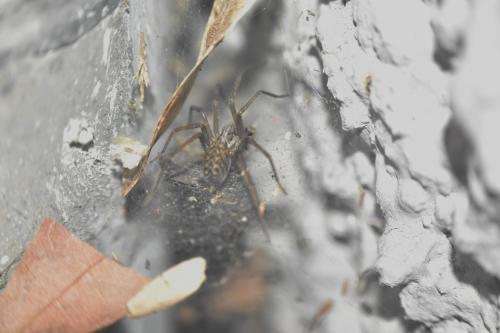 Eratigena sp.